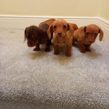 Miniature Dachshund pups.