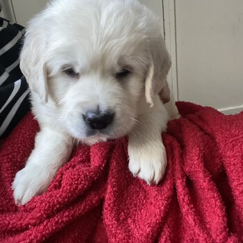 Golden retriever pup for sale (cream)