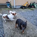 3 jacks russels for adoption -2