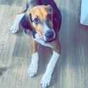 Beagle for sale -1