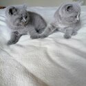 Pedigree Blue British Shorthair Kittens-3