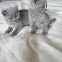 Pedigree Blue British Shorthair Kittens-0