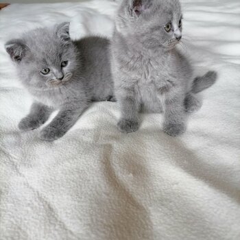 Pedigree Blue British Shorthair Kittens