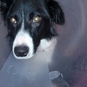 10 month old border collie-0