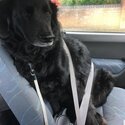 Harry is a beautiful, loving, friendly Borador (retriever/collie/setter mix). Quiet and loving.