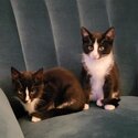 Adorable Abandoned Kittens for Rehoming-2