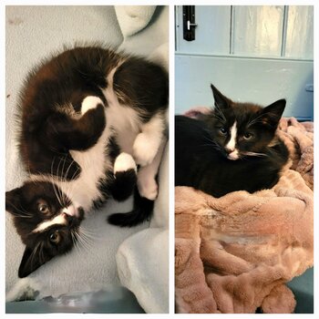 Adorable Abandoned Kittens for Rehoming
