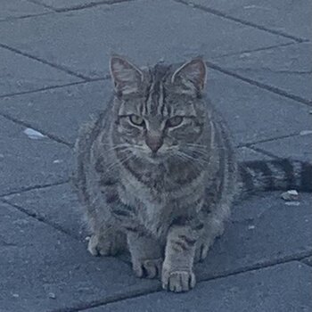 2yr old tabby for rehoming 