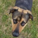 German Shepard/rotweiler girl needing a home-3