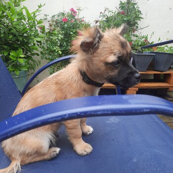 I am selling a chuawa and terrier mixed dog,he looks like a chuawa but has a terriers coat