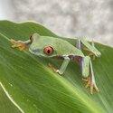 Red Eye Tree Frogs (Agalychnis callidryas)
