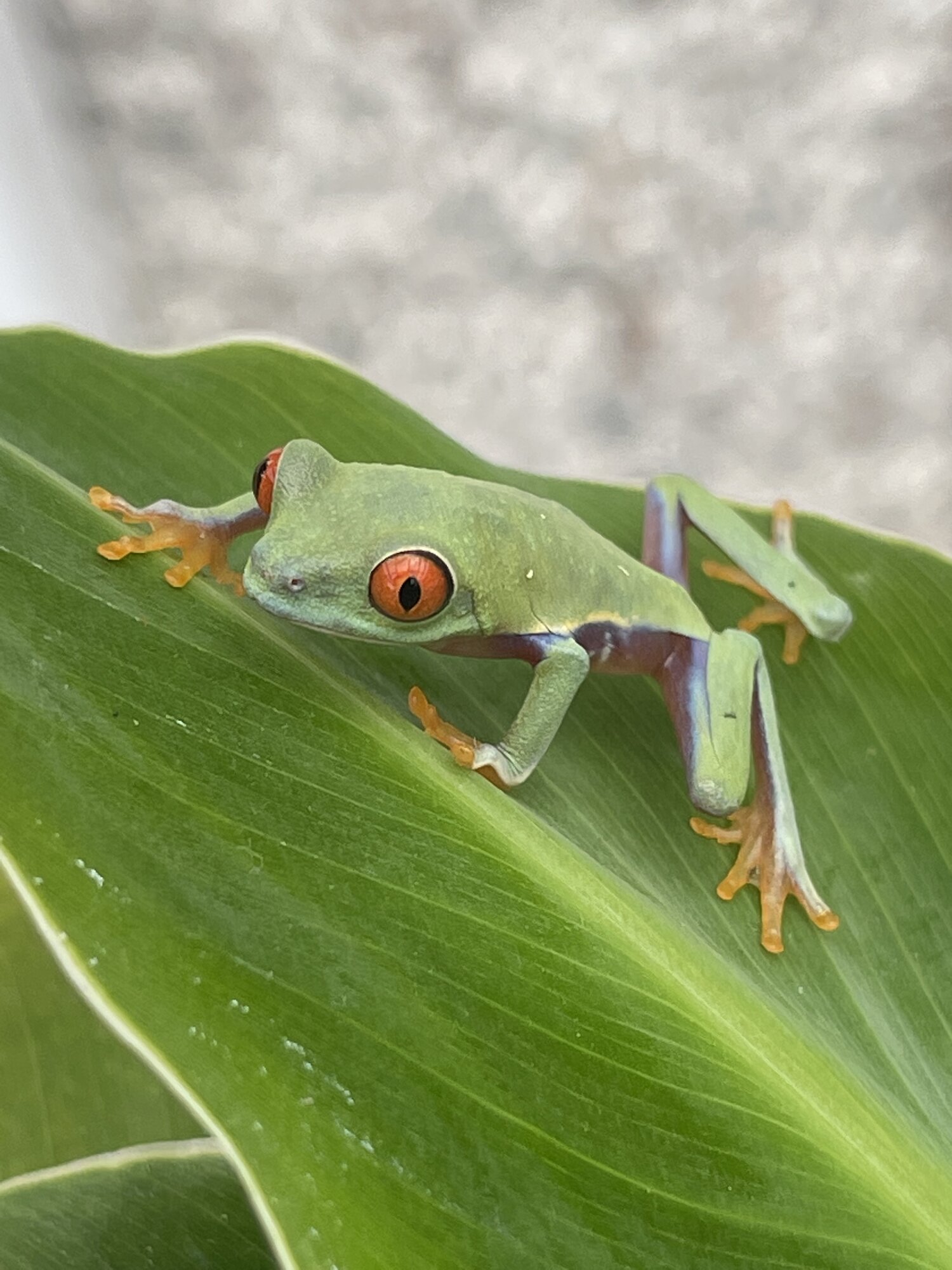 Red Eye Tree Frogs Agalychnis Callidryas