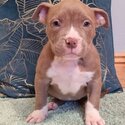 American pocket bullys puppys-1