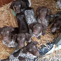 German shorthaird pointer pups for sale