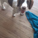 Springer Spaniel White &amp; Liver-0