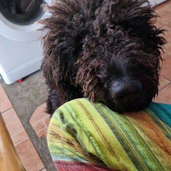 Labradoodle for sale 