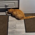 Ginger cat male -2