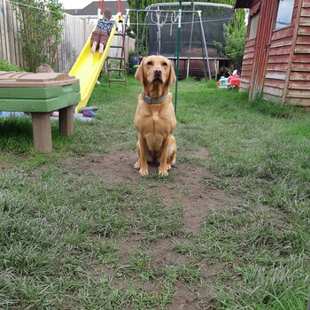 Labrador Red Fox 