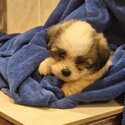 Beautiful Bichon/Shih-Tzu Puppies-0