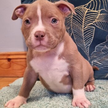 American pocket bullys puppys