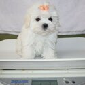 Summer Puppies Ready for New Family-1