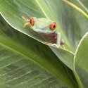 Red Eye Tree Frogs (Agalychnis callidryas)