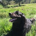 Harry is a beautiful, loving, friendly Borador (retriever/collie/setter mix). Quiet and loving.