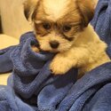 Beautiful Bichon/Shih-Tzu Puppies-1