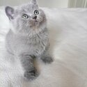 Pedigree Blue British Shorthair Kittens-4