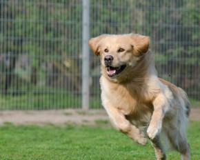 Dog Kennels Ireland